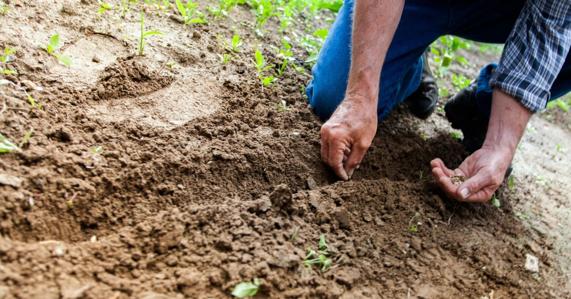 A farmer patiently sowing seeds in a field, symbolizing the importance of long-term, "nurturing" marketing over the short-term "harvesting" of results.