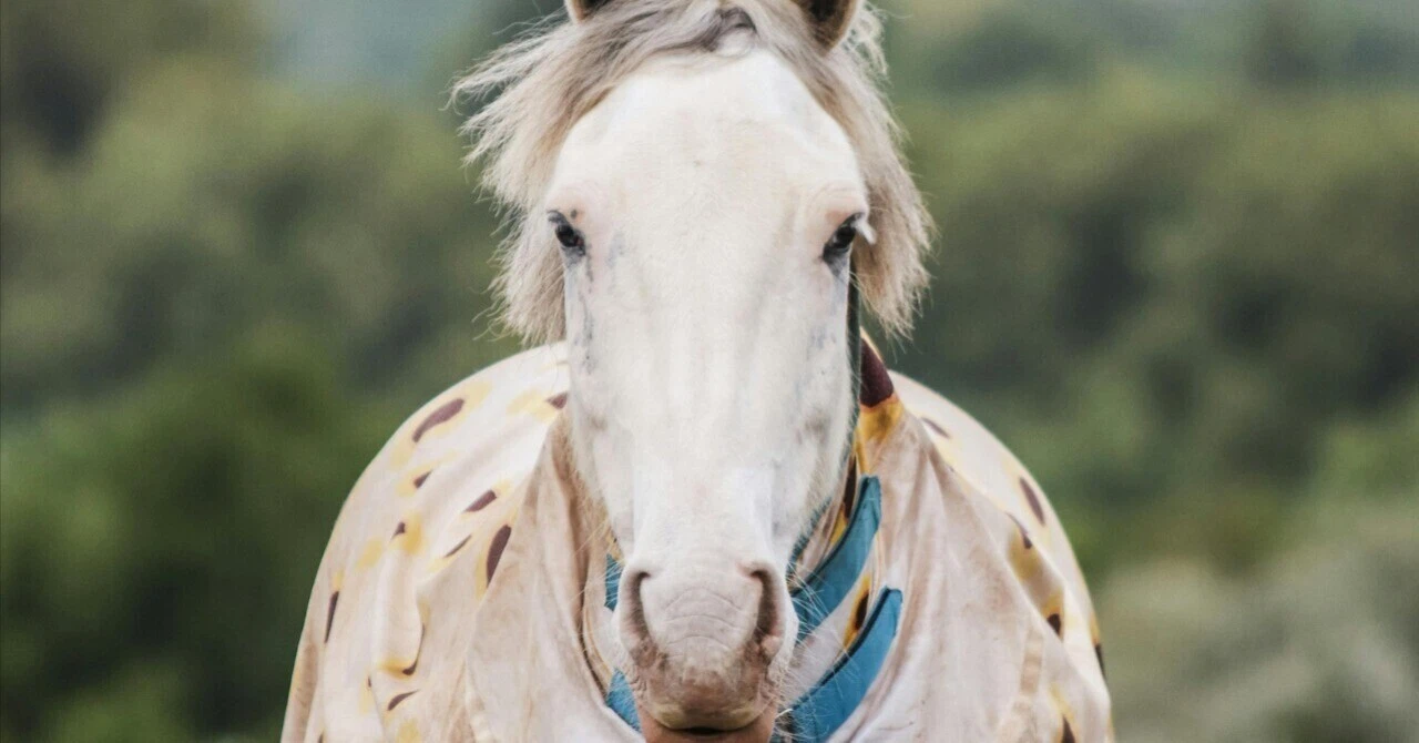 Close-up of a white horse's face looking straight ahead. A calm and powerful gaze.