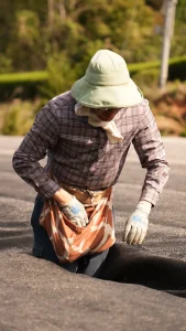A farm worker carefully adjusting the black shading net covering the tea leaves by hand